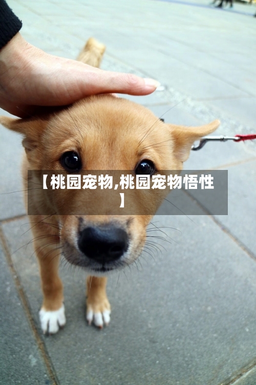 【桃园宠物,桃园宠物悟性】-第1张图片