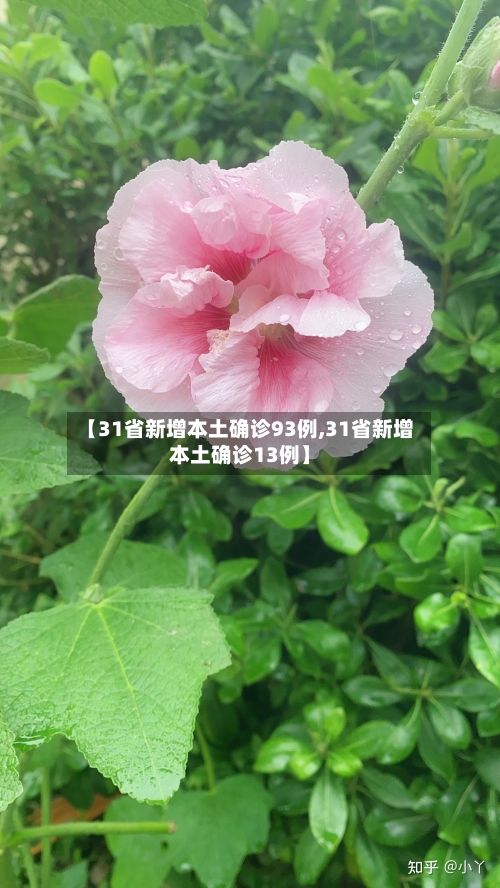 【31省新增本土确诊93例,31省新增本土确诊13例】