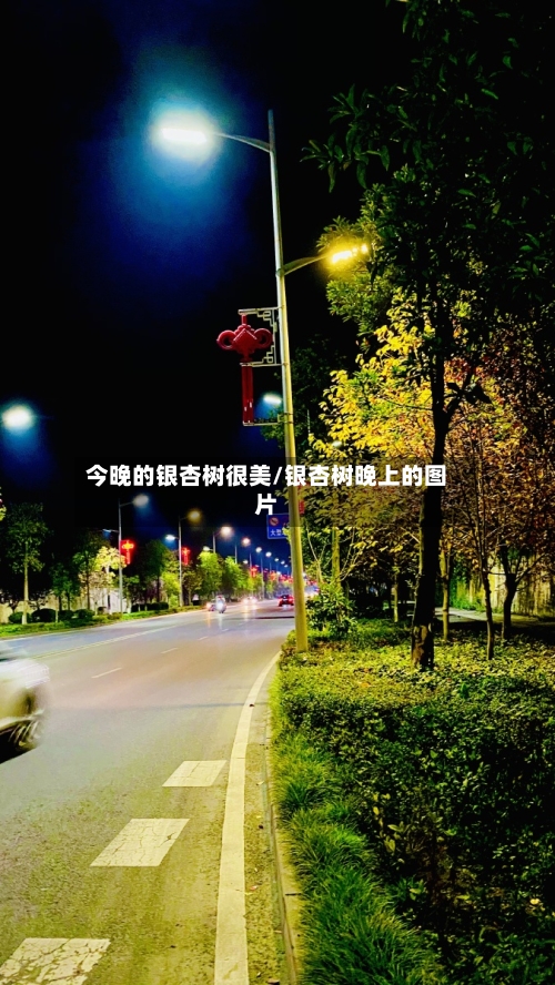 今晚的银杏树很美/银杏树晚上的图片