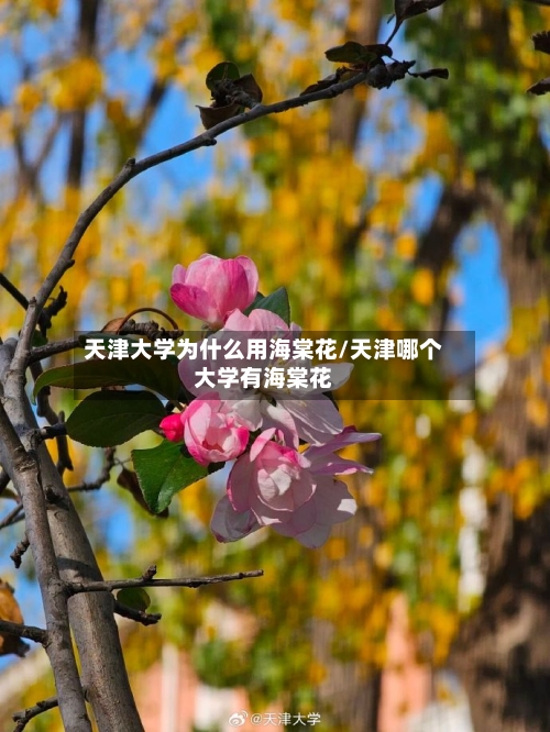 天津大学为什么用海棠花/天津哪个大学有海棠花-第2张图片