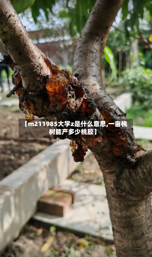 【m211985大学z是什么意思,一亩桃树能产多少桃胶】-第2张图片