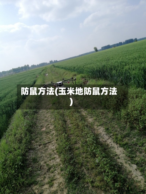 防鼠方法(玉米地防鼠方法)-第3张图片