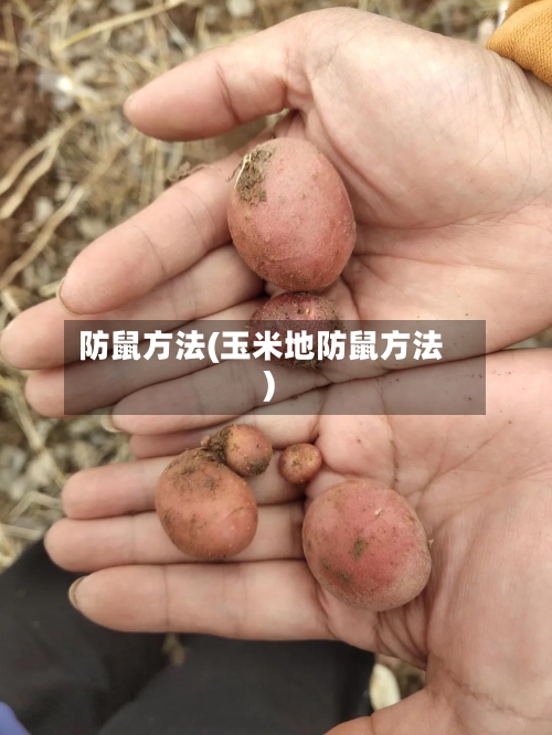 防鼠方法(玉米地防鼠方法)