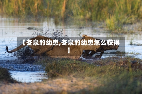 【冬泉豹幼崽,冬泉豹幼崽怎么获得】